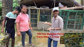 700 Pair Budgies Parrot Breeding Farm After 1.5 Years Julfikkar Bhai.