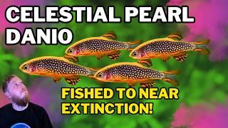 Celestial Pearl Danio (CPD) EVERYTHING you need to know! Complete care guide and history.