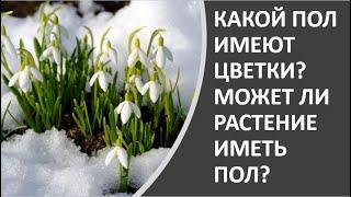 3. Какой пол имеют цветки? Может ли растение иметь пол?