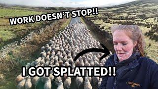 Massive sheep jobs, I GOT SQUIRTED ON!!!