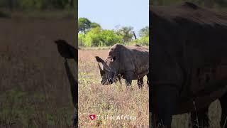 Rhino Sighting In Kapama (Greater Kruger National Park)  #africananimal #rhinosighting #krugerpark