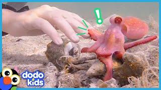 Egbert The Friendly Octopus Has A Surprise Best Friend | Animal Videos For Kids | Dodo Kids