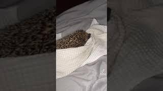 злой ежик