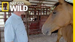 The Horse Whisperer | Mustang Millionaire