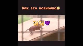#my#doggy#funny #short #my doggy #cut Video # like and subscribe 