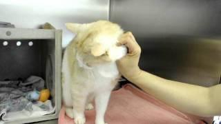 ADOPTED! A290066 Cameo cat