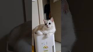 캣타워가 필요하지 않은 고양이 A cat that doesn't need a cat tower #귀여운고양이 #고양이코코 #funny #catvideo #gatto #chat #貓