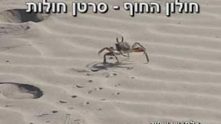 אורנים חוף חולי - חולון