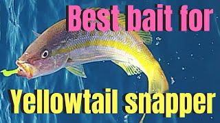 Best bait for yellowtail snapper