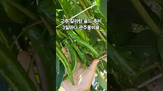(에듀파머) 칼라탄골드 고추는 추비를 많이 해야 해요.