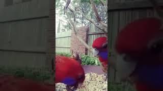 Crimson Rosella, ozbirds