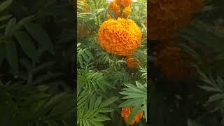 marigold seeds EOS