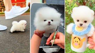 Tik Tok Chó Phốc Sóc Mini  Funny and Cute Pomeranian #371