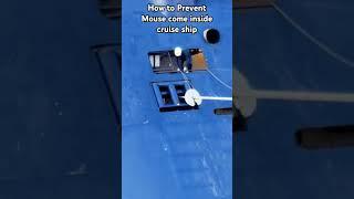 How to Prevent Mouse come inside the ship #cruiseship #shorts