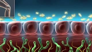 Joint Hyaluronic Acid - Medical Animation by Watermark