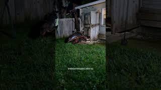what is this?#foundfootage #skinwalker #caughtoncamera #whatisthis #mutant #cryptid