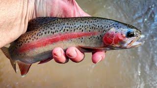 Trout Fishing: Trout Triggered By The Rain