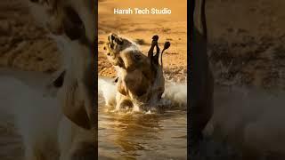 Lion vs camel #trending #wildlifeentertainment #wildanimals #animallife #animals #entertaininganimal