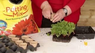 How to Prick Out Seedlings | Hayes Garden World