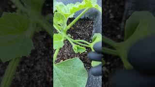 Pruning cantaloupe plant for faster production ! #gardening #greentgarden #garden