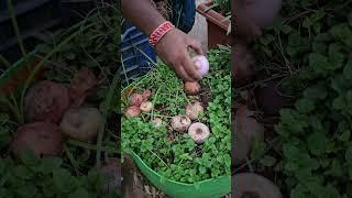 Compost Mixing #garden #minivlog #composting #homemade  #indoorplantplantnursery