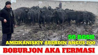 BOBURJON AKANI ABERDIN ANGUS BUQALARI KELDI DAVOMI 200 DONA KELADI. 1-QO'L INSON XALOL