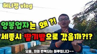 허니정 vlog,  양봉업자는 왜 세종시 딸기농장으로 갔을까?? (귀농/귀촌 청년농부의 하루)