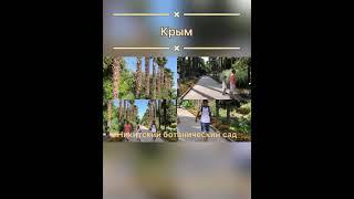 #Крым ...Никитский ботанический сад...пальмовая аллея