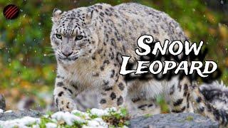 Is a Snow Leopard the Perfect Predator? The "Mountain Ghost"