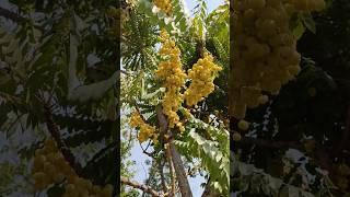 Phyllanthus acidus#fruit  #trendingshorts #shortsvideo #viral #WeAreOut