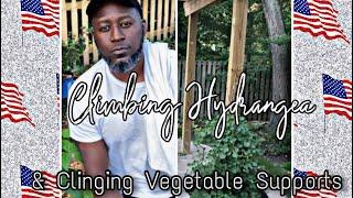 Climbing Hydrangea & Vining vegetable supports | AJ's Green Thumb, LLC