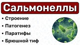 Сальмонеллы и брюшной тиф: строение, патогенез, диагностика, лечение / Микробиология