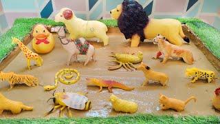 Golden Wonders: Fascinating Lives of Yellow Animals Around the World Stuck in Mud