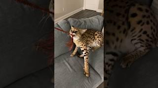 Serval Moving Couch #serval #cat #servals #shorts