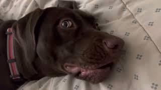 Puppy Reese wiped out from going to the dog park, but she still not to tired to talk about it
