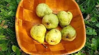 Pear Picking from our yard