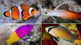 5 most beautiful saltwater aquarium fishes for beginners | Marine fishes | AnimalHolic