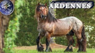 TOP Beautiful Ardennes Horse in the World!