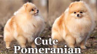 Cute Pomeranian dog 021 #cutepomeranian #pomeraniandogs #pomeranians