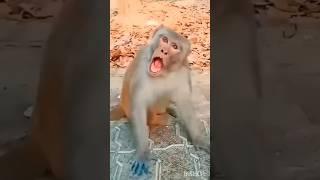 cute deer  & monkey  funny  #funnyvideos #deer #monkey #viral #video #funny #cute #shorts #yt