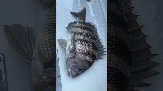 11lb Sheepshead! #sheepshead #sheepsheadfishing #sevins #njfishing #catchandrelease