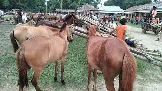 Big Big Horse Videos | Horse Uncut Videos | Horse Market Tulshipur Bipul Agro BD 2022