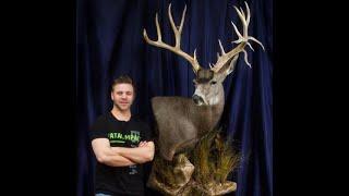 228" Mule Deer named Lloyd - 3 DROP TINES!!!!!!