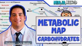 Metabolism | The Metabolic Map: Carbohydrates