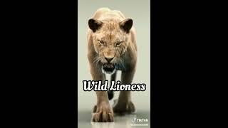 Wild Lioness | Alex & Rus | Lion Song | Tik Tok | Lion Video compilation | Full Screen | Lion roar