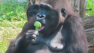 金剛Iriki與兩位小朋友Gorilla Iriki and kids (Ringo, Jabali)