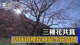 三種花共賞 草坪頂櫻花桃花李花盛開