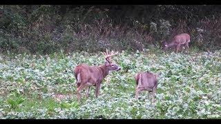 The Best Thing to Plant in Deer Food Plots