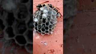 Haus Feldwespe Nest unter Dachziegeln #Feldwespe #Nützling #Faltenwespe #Garten #insektenhotel