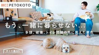 犬たちに振り回される毎日、少しずつ築いた家族の物語【犬との暮らし】06｜フリーランスPR 倉科信さん（多頭飼い/チワワ/ジャックラッセルテリア/アメリカンコッカースパニエル/犬のいる生活）